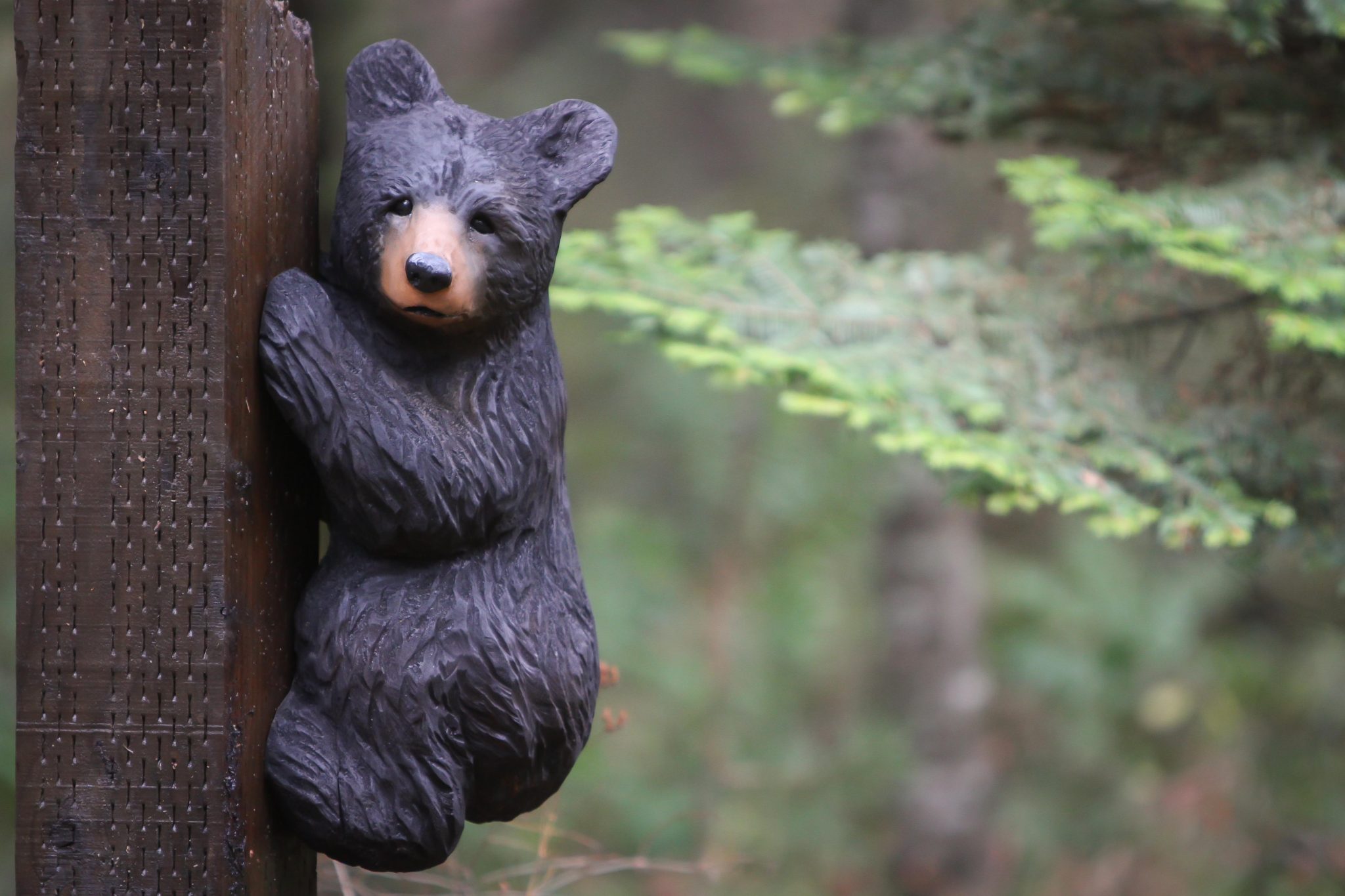 Jeff May Art / Realistic Black Bear Cub Climbing