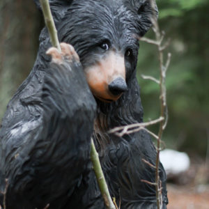 Black Bear playing with Tree